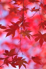 養父神社紅葉2014
