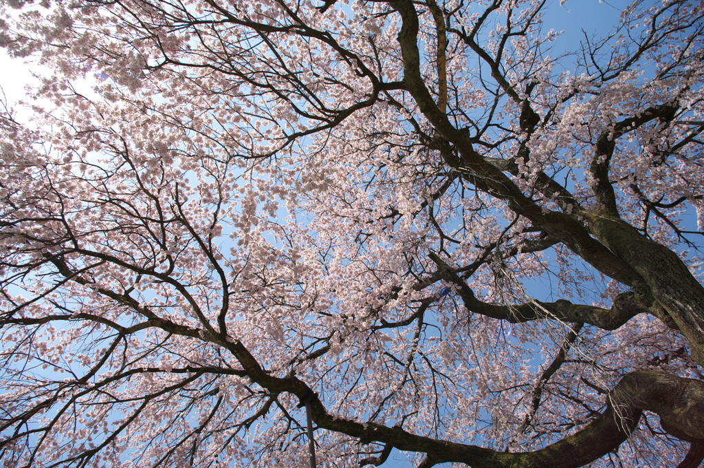 桜降る