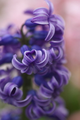 spring　curl