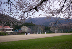 桜と少年野球