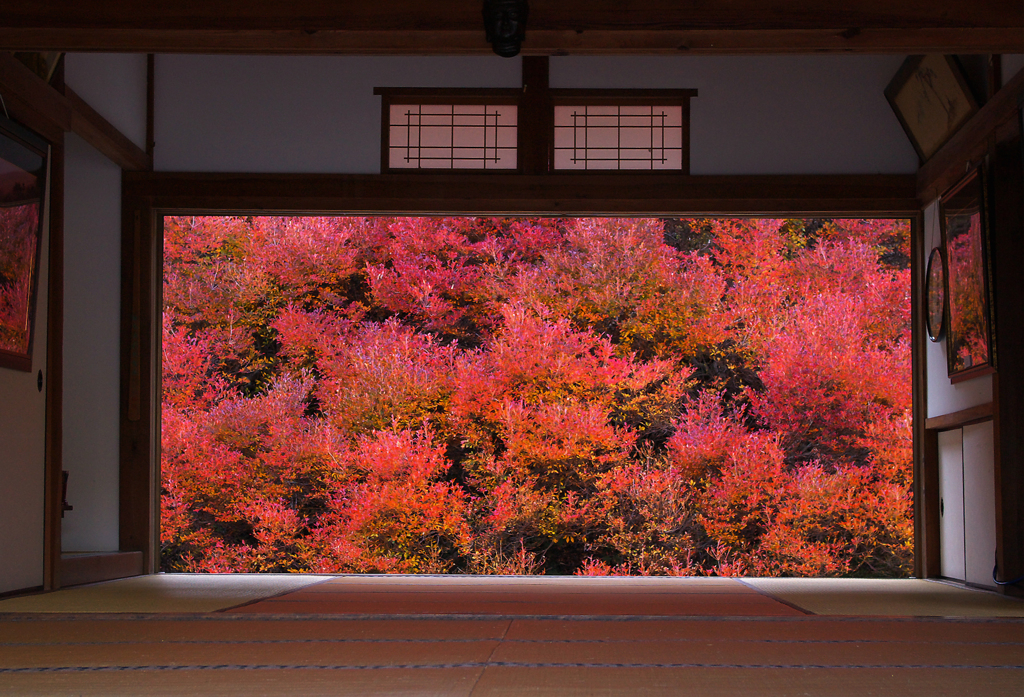 安国禅寺　ドウダンツツジ