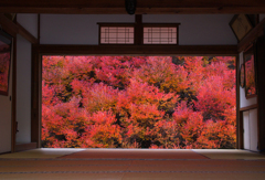安国禅寺　ドウダンツツジ