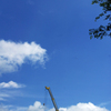 6月のキリン