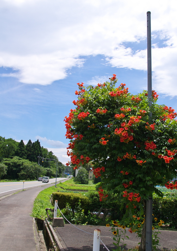 夏が来る