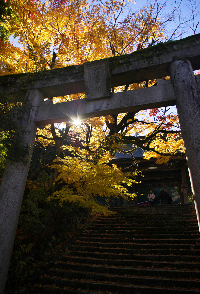 鳥居と朝日