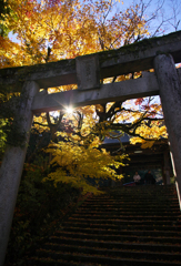 鳥居と朝日