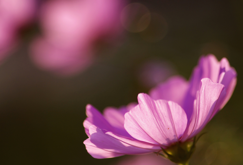 秋桜日和　5