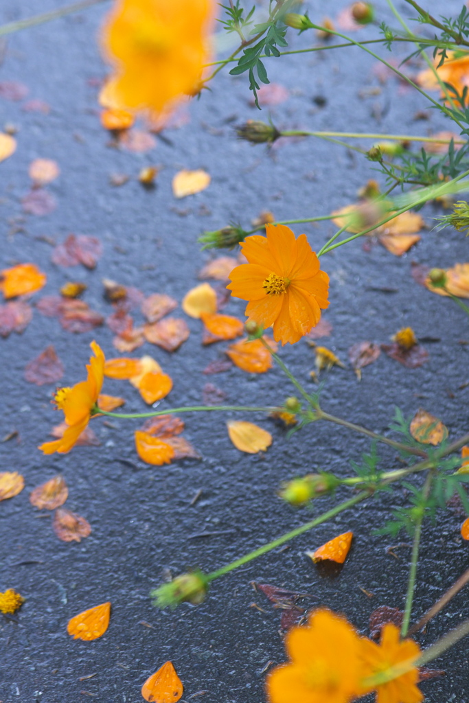 雨に打たれても