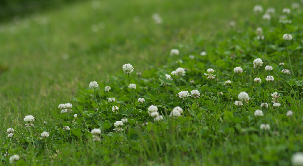 clover