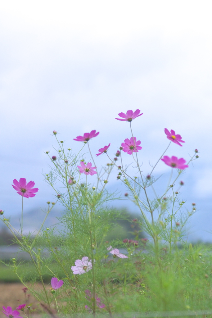 雨の匂い