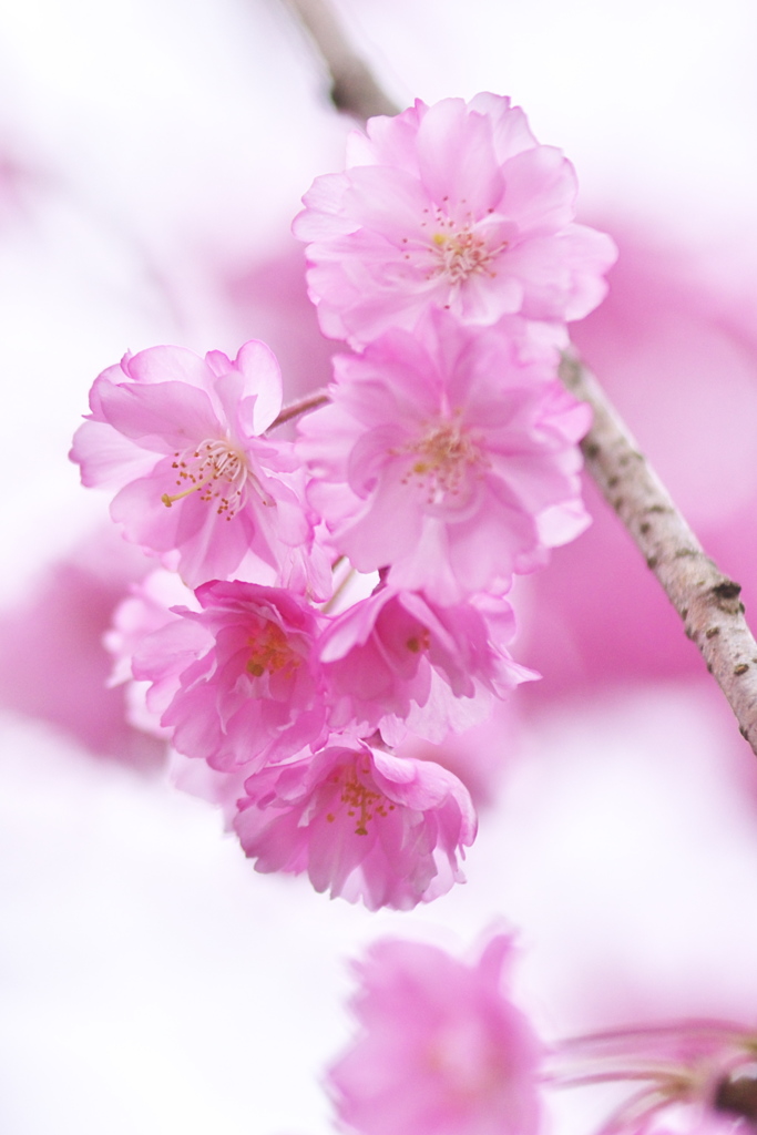 しだれ桜
