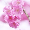 しだれ桜