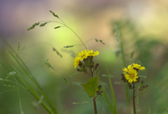 道端の花