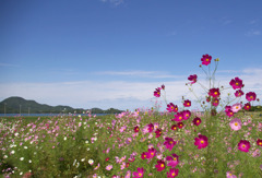 wild flower