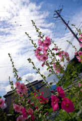 梅雨の晴れ間　～タチアオイ～