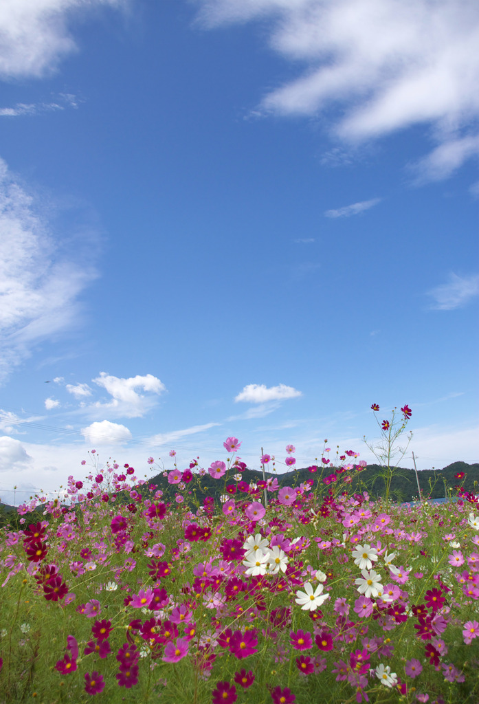 秋空と秋桜