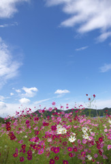 秋空と秋桜
