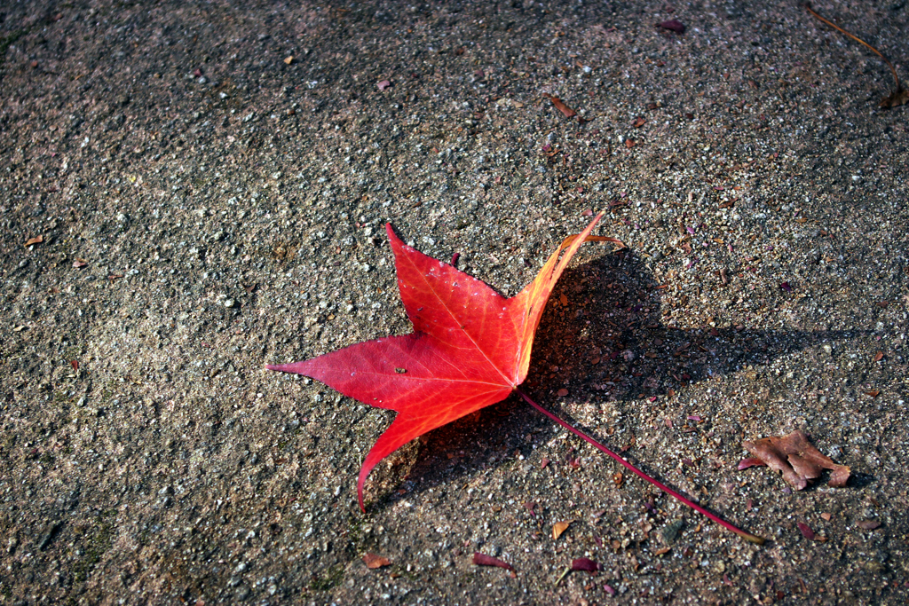 紅ひとひら