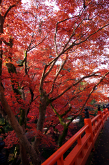 養父神社紅葉　2013