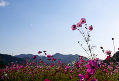 夕方のコスモス