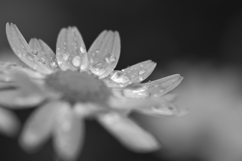 雨