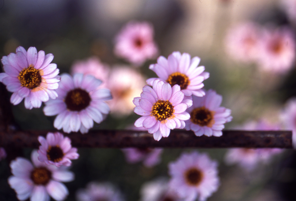 ピンクの花