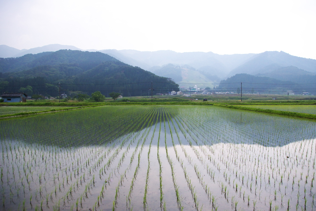 山裾の田