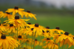 happy　flower