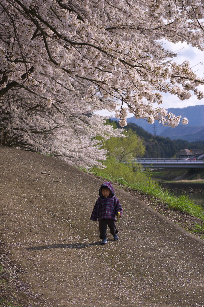 花の下の坂道