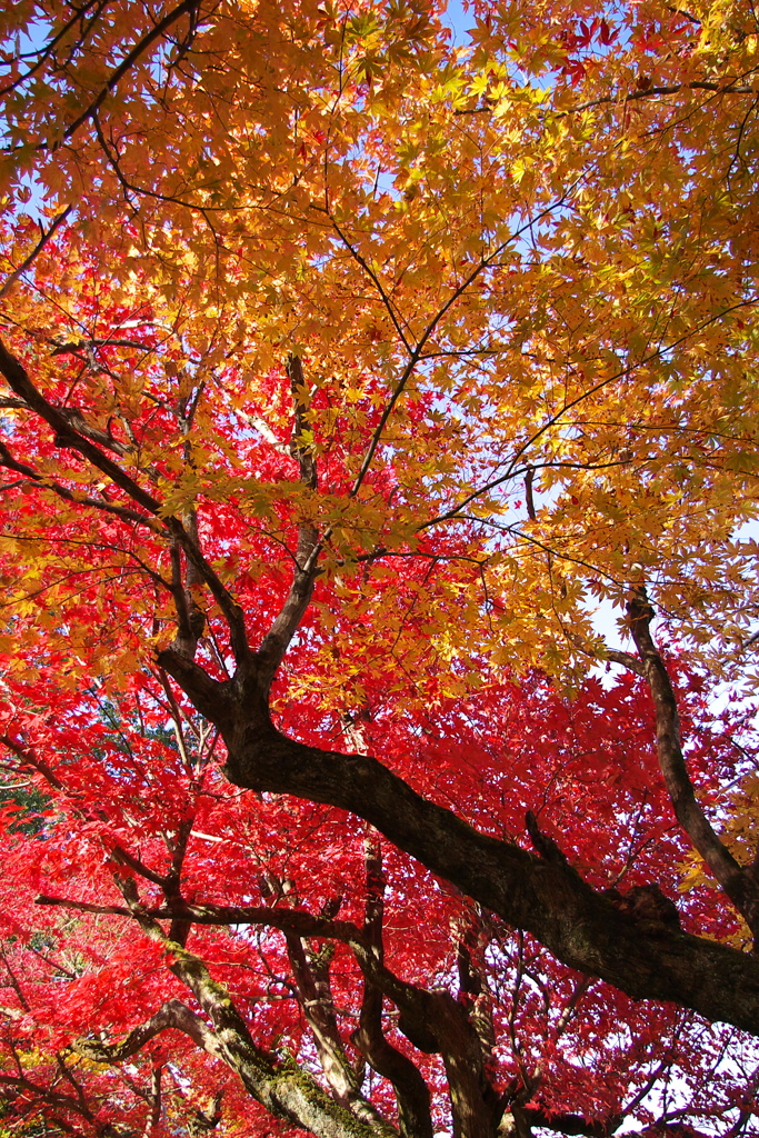 養父神社紅葉2014