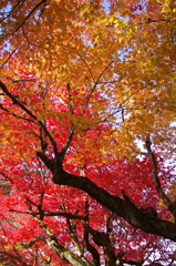養父神社紅葉2014