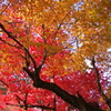 養父神社紅葉2014