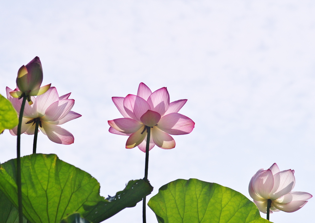 天上の花