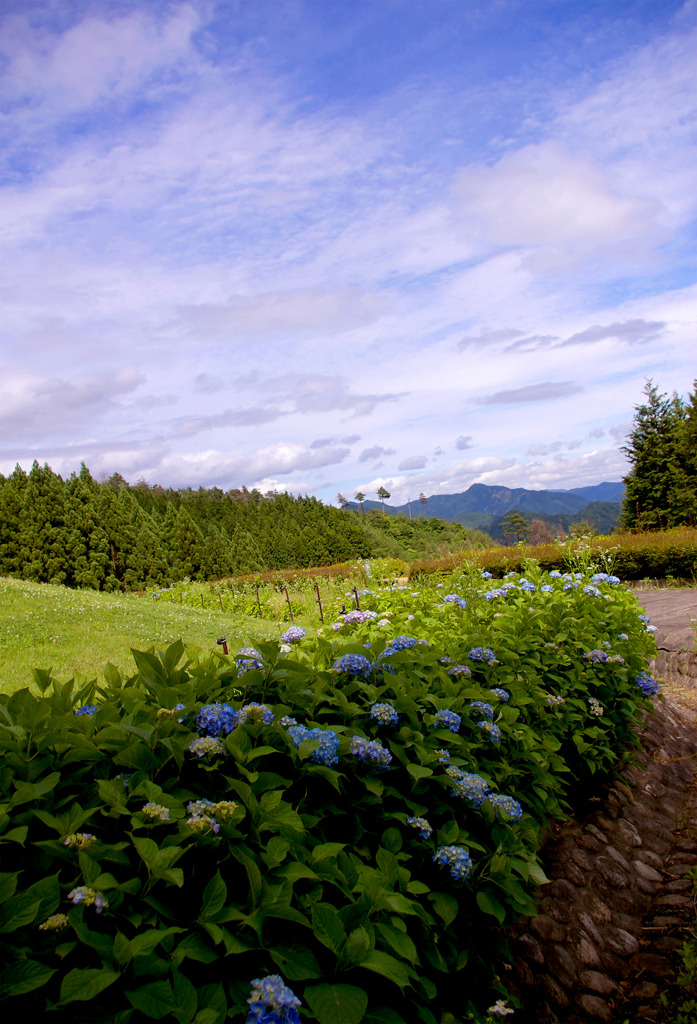 紫陽花のある風景