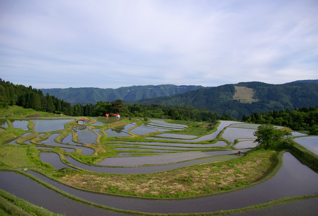 初夏の棚田