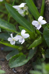 路端の花