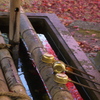 養父神社紅葉2014