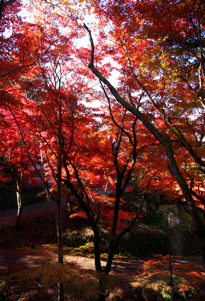 紅葉の養父神社