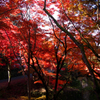 紅葉の養父神社