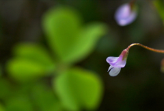 小さな花