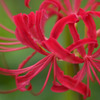 曼珠沙華