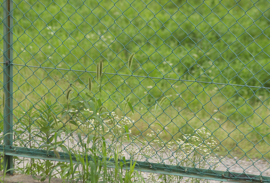 ねこじゃらし