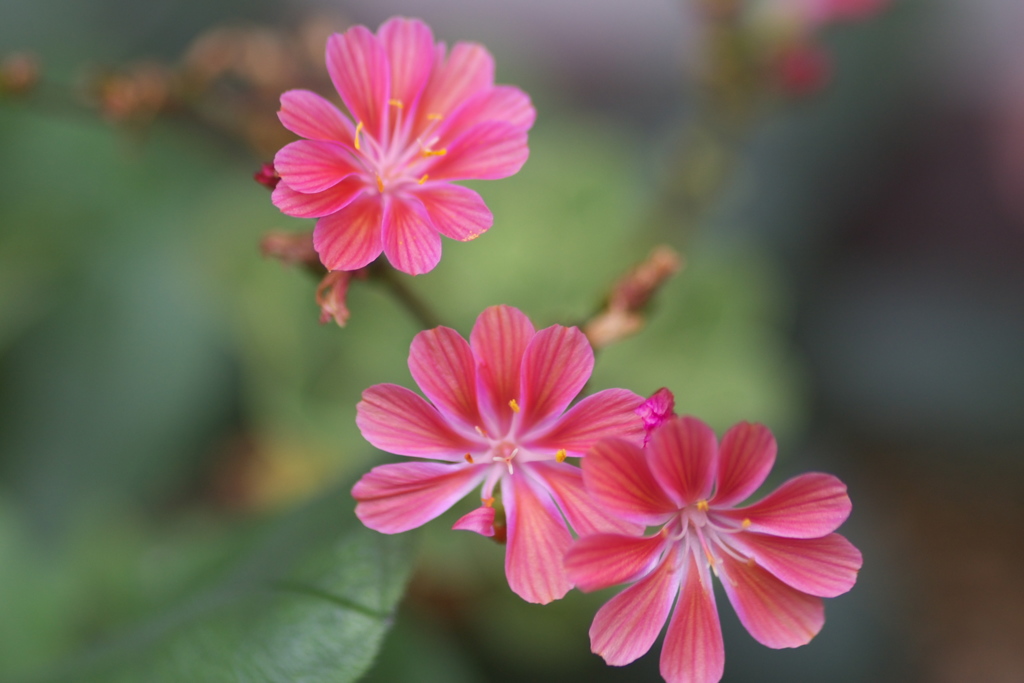 さんご色の花