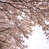 cherry blossom
