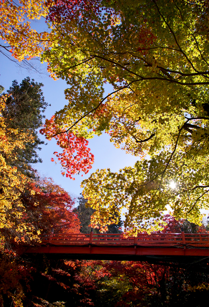 紅葉の養父神社　2