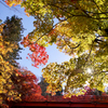 紅葉の養父神社　2