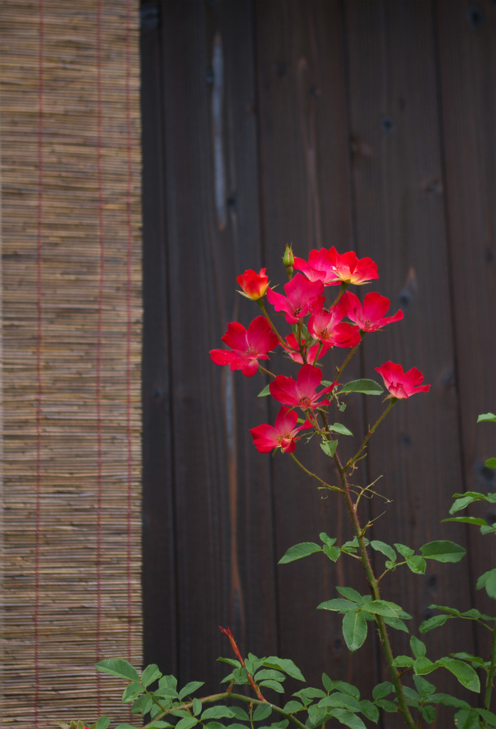 壁の花