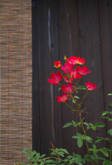 壁の花