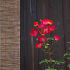 壁の花
