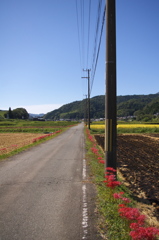 彼岸花のある風景